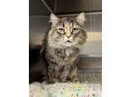 Adopt Felicia a Domestic Longhair / Mixed cat in Aurora, IL (41487396)