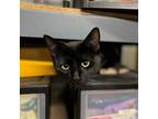 Adopt Tadpole a All Black Domestic Shorthair / Mixed (short coat) cat in Aurora
