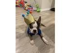 Adopt Tyson a Merle Boston Terrier / Mixed dog in Garner, NC (40989622)