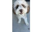 Adopt COCONUT a Tan/Yellow/Fawn - with Black Aussiedoodle / Mixed dog in