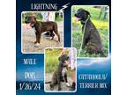 Adopt Lightning a Catahoula Leopard Dog dog in Caldwell, TX (41503458)