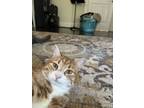 Adopt Tom a Orange or Red Tabby American Shorthair / Mixed (medium coat) cat in