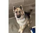 Adopt Sammy a Tan/Yellow/Fawn German Shepherd Dog dog in lovelock, NV (41503455)