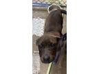Adopt Karen a Brindle American Pit Bull Terrier / Labrador Retriever dog in