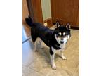 Adopt Zena a Tricolor (Tan/Brown & Black & White) Shiba Inu / Mixed dog in