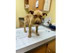Adopt Tony a Tan/Yellow/Fawn - with White Australian Cattle Dog / American Pit