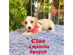 Adopt Cloe a Red/Golden/Orange/Chestnut - with White Mixed Breed (Medium) /