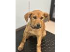 Adopt Denise a Mixed Breed (Medium) / Mixed dog in Pine Bluff, AR (41503235)