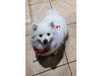 Adopt Polar a White American Eskimo Dog / Mixed dog in Sacramento, CA (41503000)