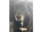 Adopt Ophelia a Black - with White Mutt / Mixed dog in Pinellas Park