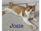Adopt Josie a Domestic Shorthair / Mixed (short coat) cat in St.