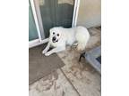 Adopt Polar a White Great Pyrenees / Mixed dog in Fresno, CA (39842792)