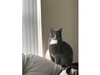 Adopt izzy a Gray or Blue Domestic Shorthair / Mixed (short coat) cat in Saint
