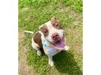 Adopt Gigi a American Pit Bull Terrier / Mixed dog in Austin, TX (41503243)