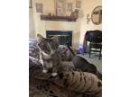 Adopt Ghost a Gray or Blue Domestic Shorthair / Mixed (medium coat) cat in