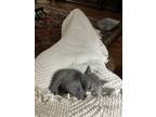 Adopt Sissy a Gray or Blue American Shorthair / Mixed (short coat) cat in