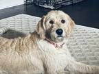 Adopt Layla a Tan/Yellow/Fawn Labradoodle / Mixed dog in Madison, GA (41503257)