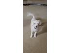 Adopt Molly a White Poodle (Miniature) / Mixed dog in Selma, TX (41503007)