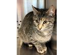 Adopt Meadow a Domestic Shorthair / Mixed cat in Norman, OK (41502988)