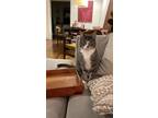 Adopt Tommy a Gray or Blue Domestic Shorthair / Mixed (medium coat) cat in