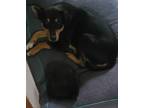 Adopt Kay a Black - with Tan, Yellow or Fawn Blue Lacy/Texas Lacy / Mixed dog in