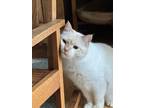 Adopt Zoe a White (Mostly) Domestic Shorthair / Mixed (short coat) cat in
