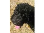 Adopt Dexter a Black - with White English Springer Spaniel / Poodle (Standard) /