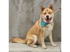 Adopt Thaddeus* a Akita / American Pit Bull Terrier / Mixed dog in Pomona