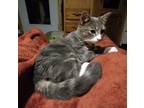 Adopt Halley a Gray, Blue or Silver Tabby Domestic Shorthair / Mixed (short