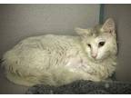 Adopt Tofu* a Domestic Shorthair / Mixed cat in Pomona, CA (41502976)