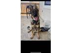 Adopt Ruger a Black - with Tan, Yellow or Fawn German Shepherd Dog / Mixed dog
