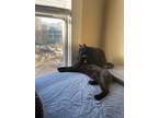 Adopt Baby a All Black Domestic Shorthair / Mixed (short coat) cat in