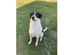 Adopt Leo a White - with Black Great Pyrenees / Foxhound / Mixed dog in