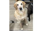 Adopt Dozer a Tan/Yellow/Fawn Labrador Retriever / Poodle (Standard) / Mixed dog