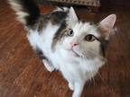 Adopt Jack a Calico or Dilute Calico Calico / Mixed (long coat) cat in Wylie