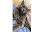 Adopt Yuki a Gray or Blue Domestic Longhair / Mixed (long coat) cat in Spokane
