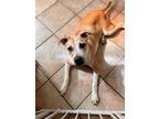 Adopt Pancake a Tan/Yellow/Fawn - with White American Pit Bull Terrier /