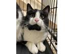 Adopt Guacamole a Black & White or Tuxedo Domestic Shorthair (short coat) cat in