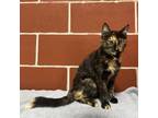 Adopt (Med Hold) Apricot a Domestic Short Hair