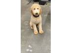 Adopt Bella a Tan/Yellow/Fawn Goldendoodle / Goldendoodle / Mixed dog in