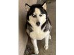 Adopt Blue a Black - with White Husky / Mixed dog in Apple Valley, CA (41502745)
