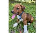 Adopt Jumper Couch a Brown/Chocolate - with White Beagle / Hound (Unknown Type)