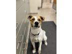 Adopt Pilot a White - with Tan, Yellow or Fawn Terrier (Unknown Type