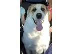 Adopt Rusty a White - with Tan, Yellow or Fawn Great Pyrenees / St.