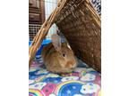 Adopt Swiftie a Harlequin Lionhead / Mixed (medium coat) rabbit in Livermore