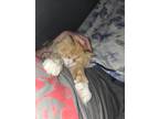 Adopt Cheeto a Orange or Red (Mostly) Tabby / Mixed (medium coat) cat in New