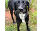 Adopt Chesterfield a Black - with White Labradoodle / Mixed dog in Burlington