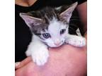 Adopt Tyson a Black & White or Tuxedo American Wirehair / Mixed (short coat) cat