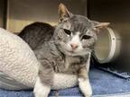 Adopt 2405-0905 Joey a Domestic Shorthair / Mixed cat in Virginia Beach