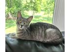 Adopt Ginny a Tiger Striped Domestic Shorthair (short coat) cat in Bridgeport